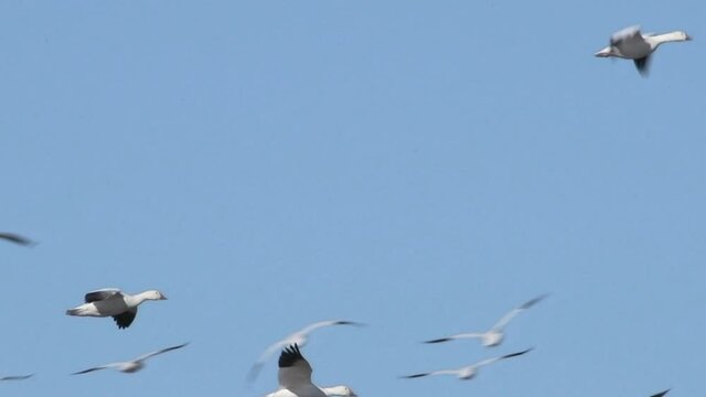 Snow geese fly gracefully over Bitter Lake National Wildlife Refuge in New Mexico, USA. The wetlands along the Central Flyway remain flooded in spite of drought in the Southwest. Slow motion 4K video.