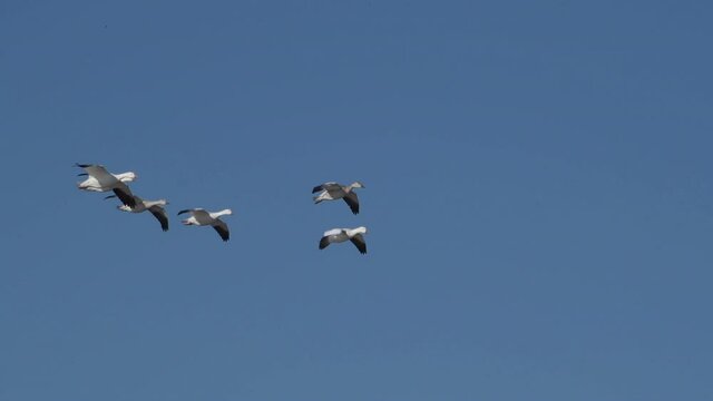 Six light geese fly through the blue sky over Bitter Lake National Wildlife Refuge in New Mexico, USA. The wetlands remain flooded in spite of drought in the Southwest. Slow motion 4K video.