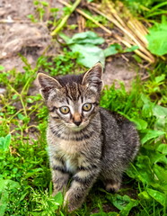 Naklejka na ściany i meble Kitten on the background of grass in the garden in summer