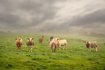 Green meadow with fresh grass. Herd of cows grazing grass. Haze in the background and cloudy sky, Selective focus. Agriculture background. West of Ireland