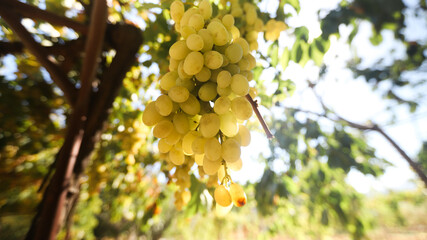 Yellow grapes in vineyard raw in Lebanon