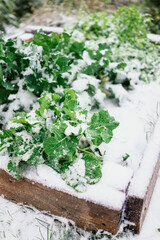Healthy vegetables covered by snow in raised bed