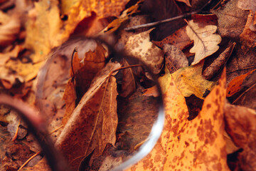 Small open mirror lies among the autumn foliage. Reflection in the mirror. Background of golden autumn foliage