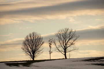 早春の夕暮れの丘に立つ木立
