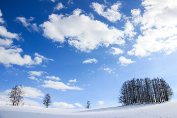 青空と丘の上の雑木林　美瑛町
