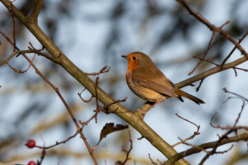 Perched Robin looking towards the left, with trees and branches in the background. 