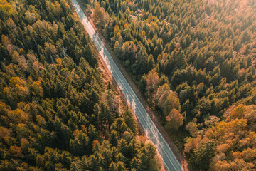 Aerial view of thick forest in autumn with road cutting through