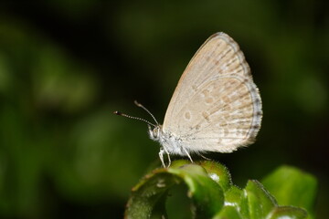 Fototapeta na wymiar Common Grass Blue Butterfly (Zizina labradus)
