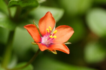 Macro Close up of a Scarlet pimpernel (Anagallis arvensis) flower