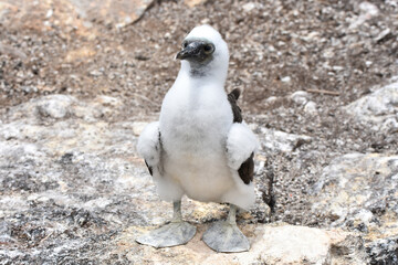 Baby blue-footed booby in Galapagos Islands, Ecuador