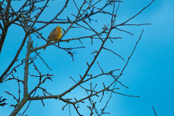 Small yellowhammer bird sitting on a branch. Emberiza citrinella