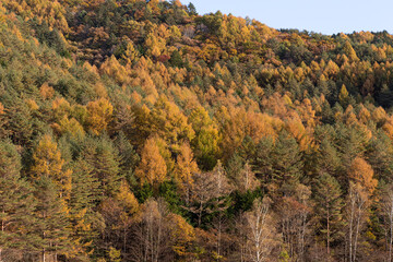 紅葉する美しい森