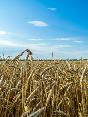 Gold wheat field and blue sky with some clouds