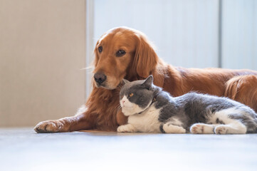 British Shorthair and Golden Retriever