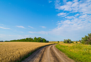 Field road under blue sky near wheat field