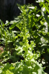 Growing lettuce with wick hydroponic system. Fresh vegetable grow at home.