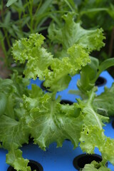 Growing lettuce with wick hydroponic system. Fresh vegetable grow at home.