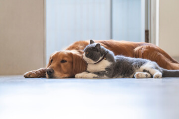 British Shorthair and Golden Retriever