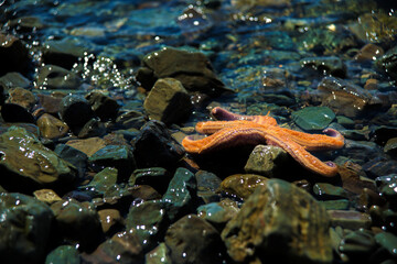 Sea rocks and starfish