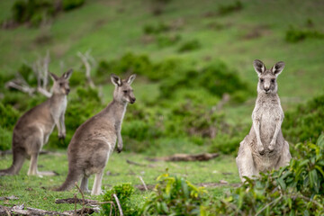 Naklejka na ściany i meble Kangaroos in Australian bushland
