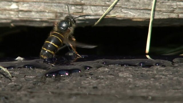 wasp