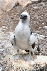 Baby blue-footed booby in Galapagos Islands, Ecuador