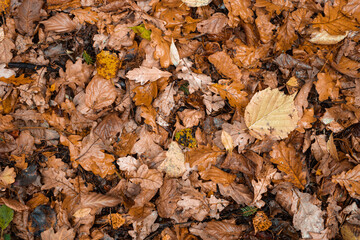 Fallen leaves lie on the ground