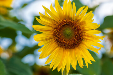 Obraz premium One flowers close up sunflowers, summer nature