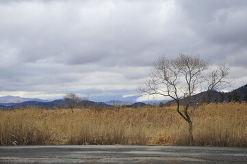 나무, 하늘, 가을, 풍경, 계절