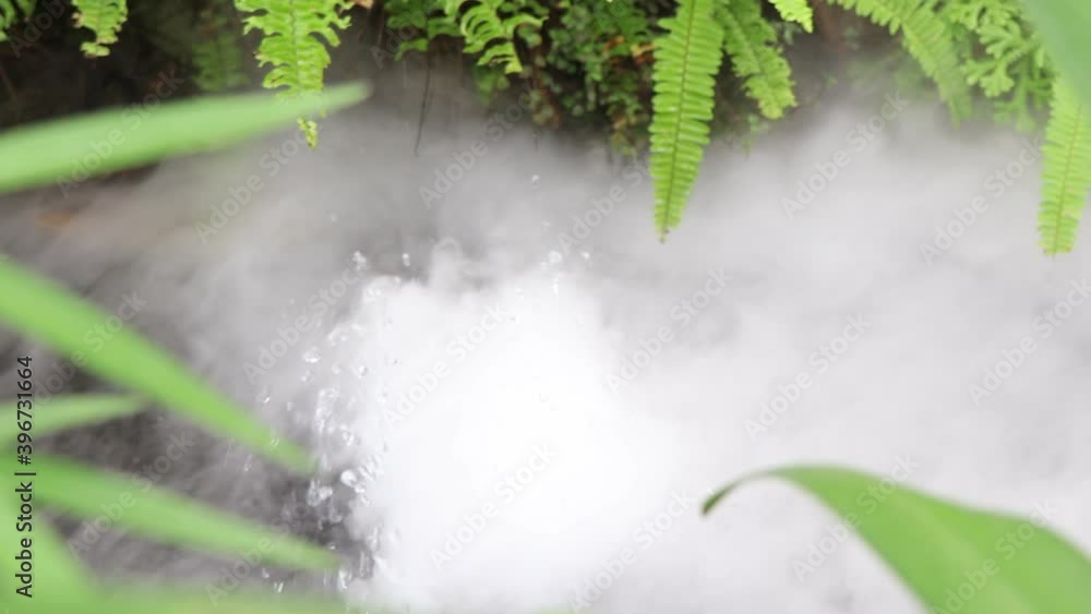 Poster White mist and green leaves