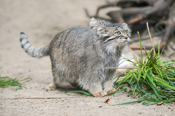 Pallas's cat (Otocolobus manul). Manul is living in the grasslands and montane steppes of Central Asia. Little cute baby manul with mother. Learning process. Small wild kitten. First steps © Igor