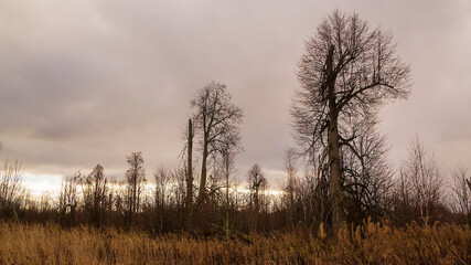 tree on a vacant lot