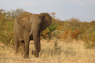 Afrikanischer Elefant / African elephant / Loxodonta africana