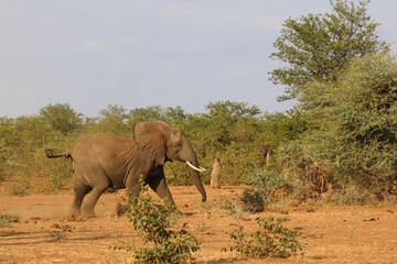 Obraz premium Afrikanischer Elefant / African elephant / Loxodonta africana.