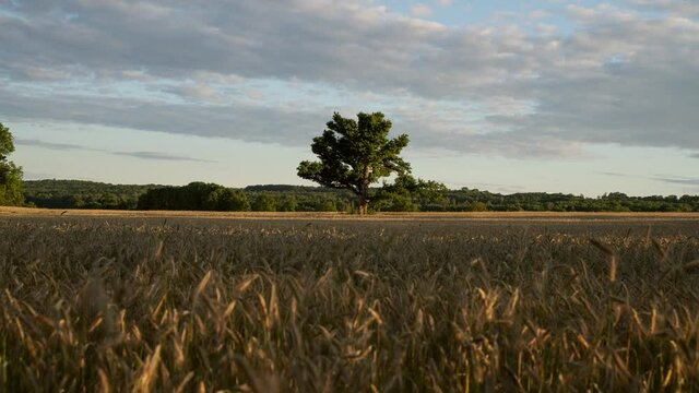 Calm summer time lapse video of cornfield and tree in the middle  of the field. Southern Norway