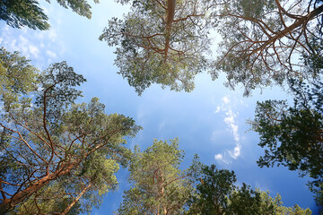 autumn forest north / landscape in the autumn forest, northern, nature view in the fall season