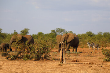 Fototapeta na wymiar Afrikanischer Elefant und Steppenzebra / African elephant and Burchell's zebra / Loxodonta africana et Equus burchellii