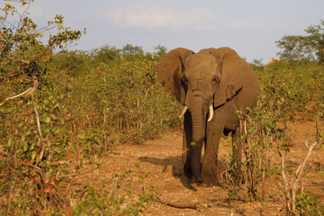 Afrikanischer Elefant / African elephant / Loxodonta africana