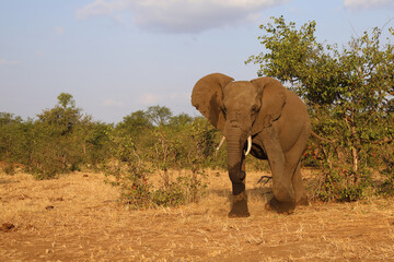 Obraz premium Afrikanischer Elefant / African elephant / Loxodonta africana