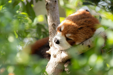 緑の中で眠る、レッサーパンダ