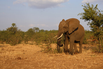 Fototapeta premium Afrikanischer Elefant / African elephant / Loxodonta africana