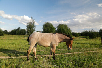 A horse grazes on a flowering meadow on a summer sunny evening