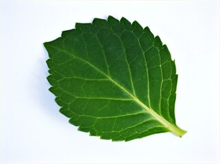 Naklejka na ściany i meble Green leave isolated on white background with water drops ,hydrangea leaf