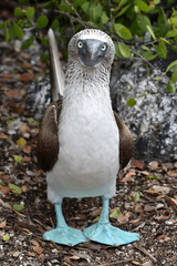 Blue-footed booby in Galapagos Islands, Ecuador
