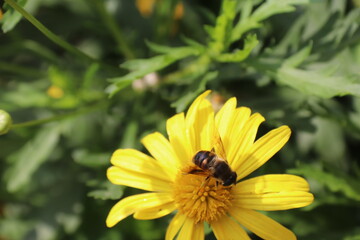 bee feeding on yellow flower with blurred background
