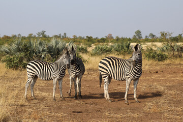 Fototapeta na wymiar Steppenzebra / Burchell's zebra / Equus burchellii