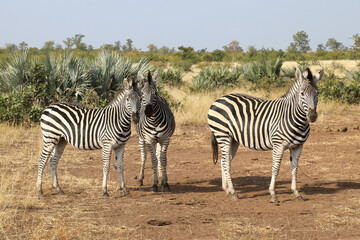 Fototapeta na wymiar Steppenzebra / Burchell's zebra / Equus burchellii