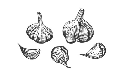 Vector sketch illustration of garlic. Hand drawn kitchen herb
