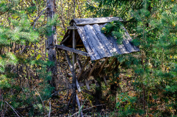 A feeder for deer, roe deer and elk is located in the forest. Helping animals in the forest with food