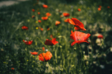 a field full of red poppy flowers on a sunny day